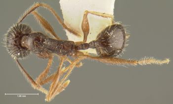 Media type: image; Entomology 30825   Aspect: habitus dorsal view